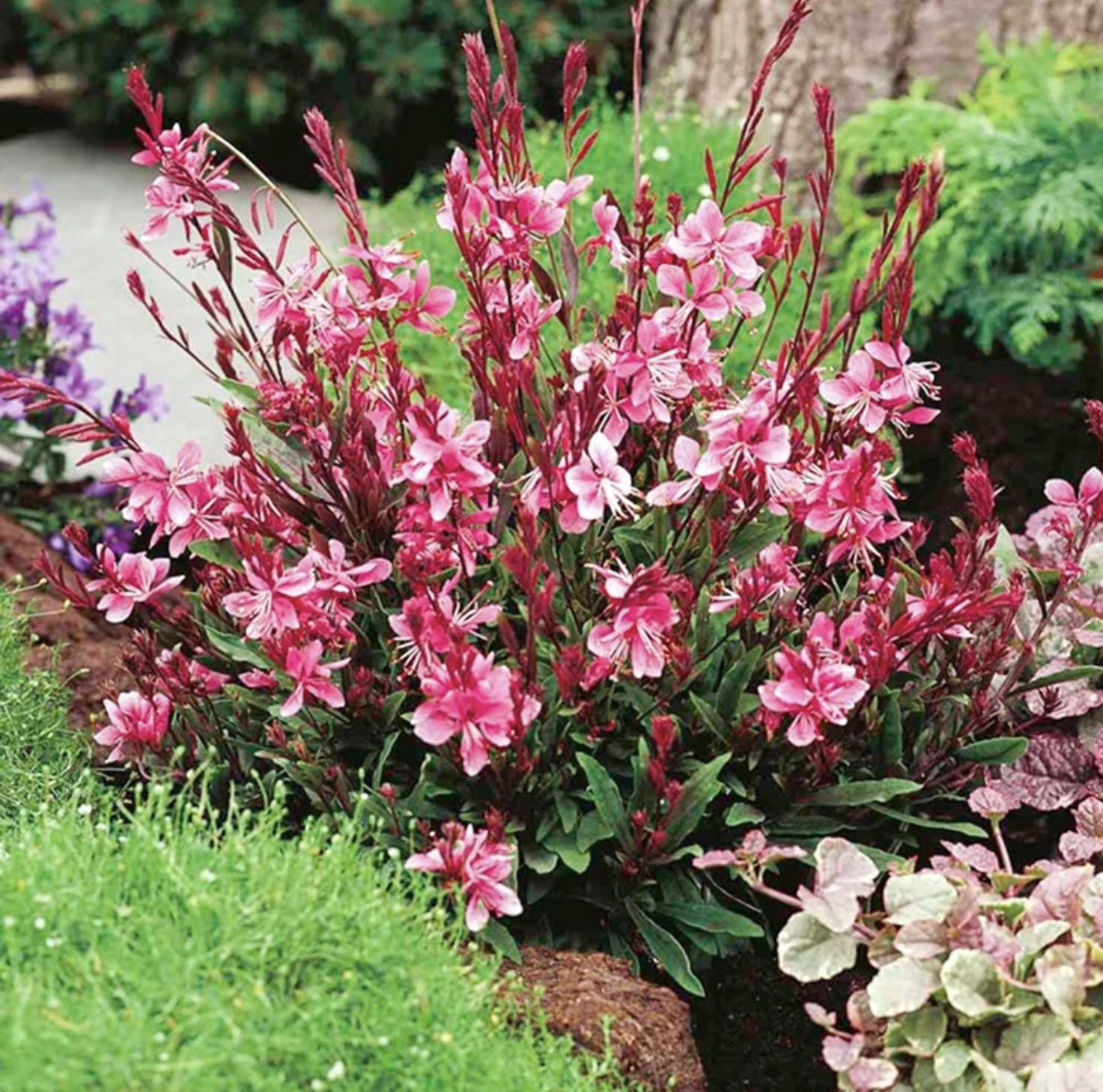 千鸟花苗四季开花苗盆栽户外花园花海片植多年生草花苗抗寒耐热好