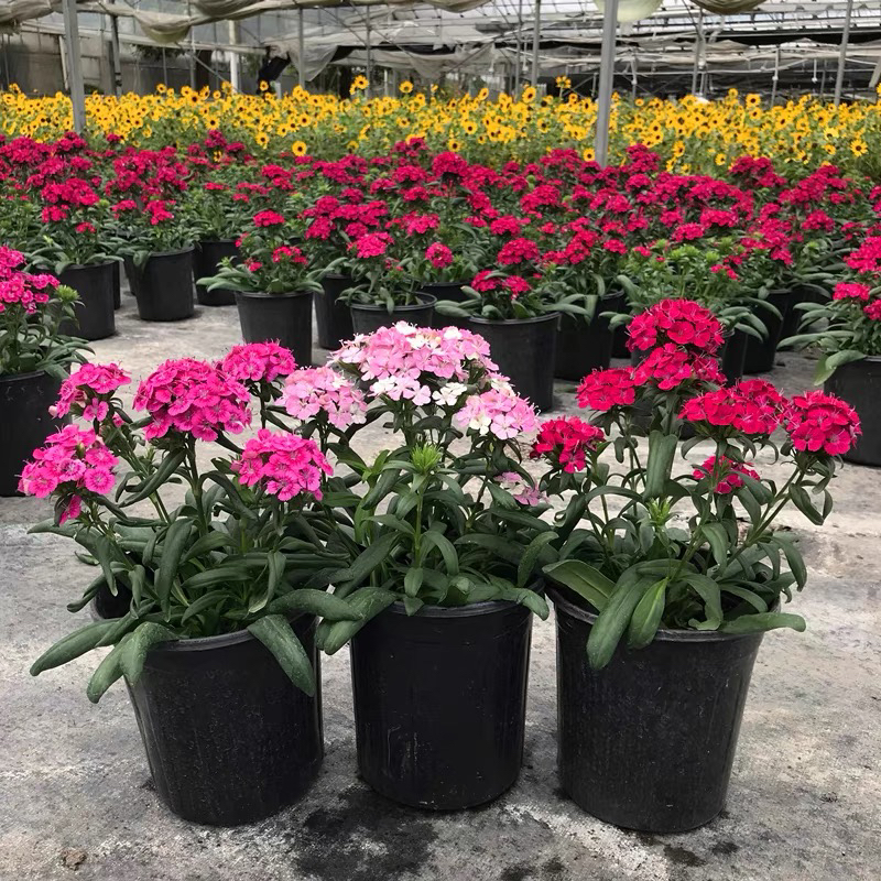 霹雳绣球石竹盆栽大苗带花苞庭院阳台花园绿化景观植物花期长耐养