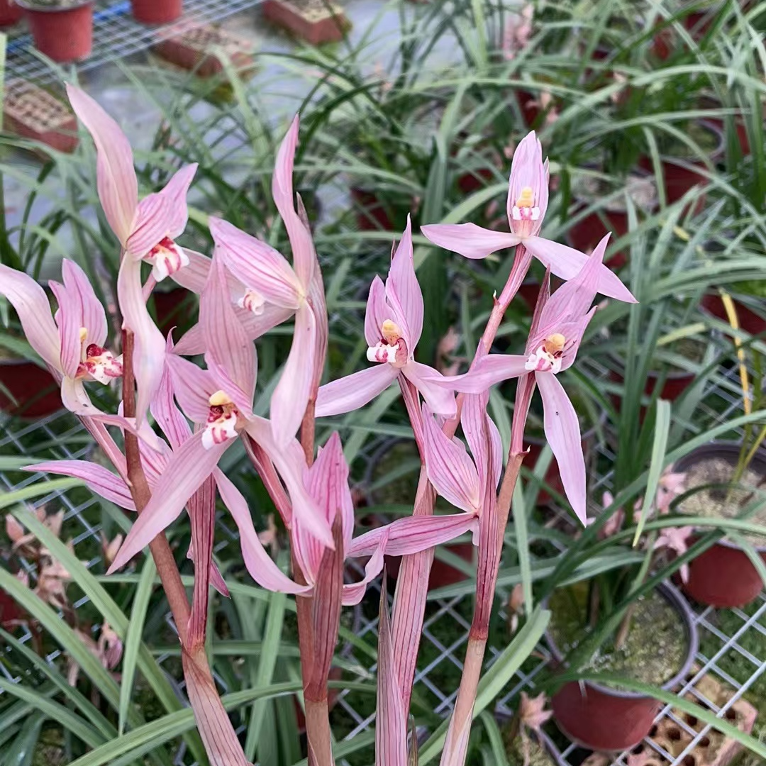 盆景草链接一物一拍