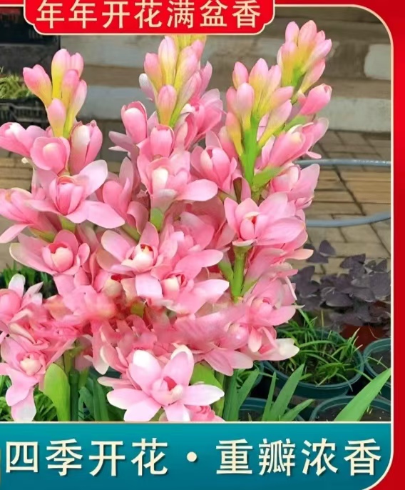 十芽！【晚香玉大种球】重瓣晚香玉四季开花多年生盆栽种球浓香花卉