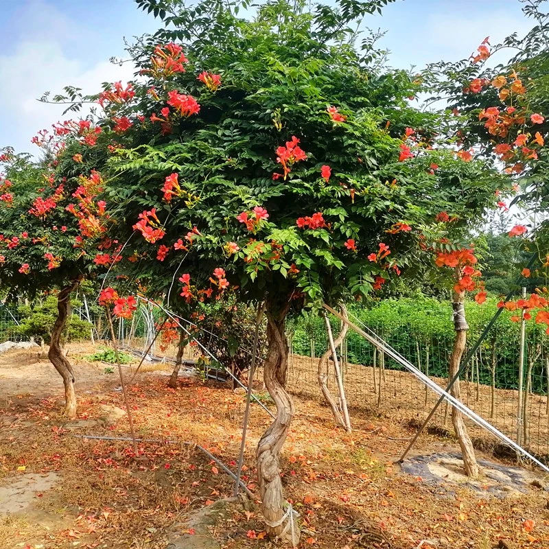 凌霄花爬藤大苗植物四季开花耐寒庭院阳台美国炮仗花卉盆栽花期长