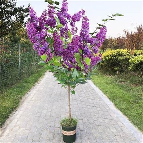 丁香花树苗四季开花浓香型庭院南北方种植盆栽室内外耐寒花卉植物