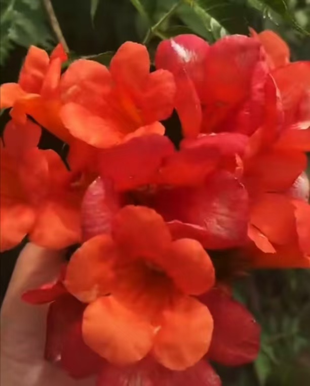 麻花造型辫子苗庭院花卉美国凌霄花苗耐寒耐热爬藤植物带土球发货