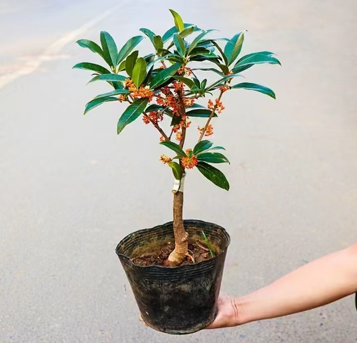 沉香桂靠接桂花浓香型庭院盆栽四开种植当年开花嫁接桂花树