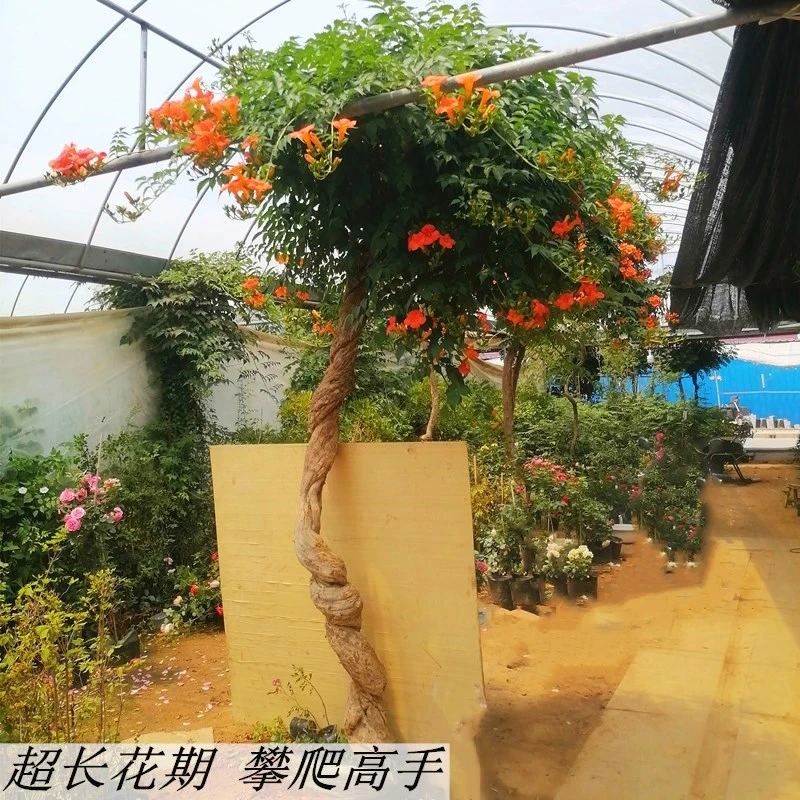 凌霄花爬藤大苗植物四季开花耐寒庭院阳台美国炮仗花卉盆栽花期长