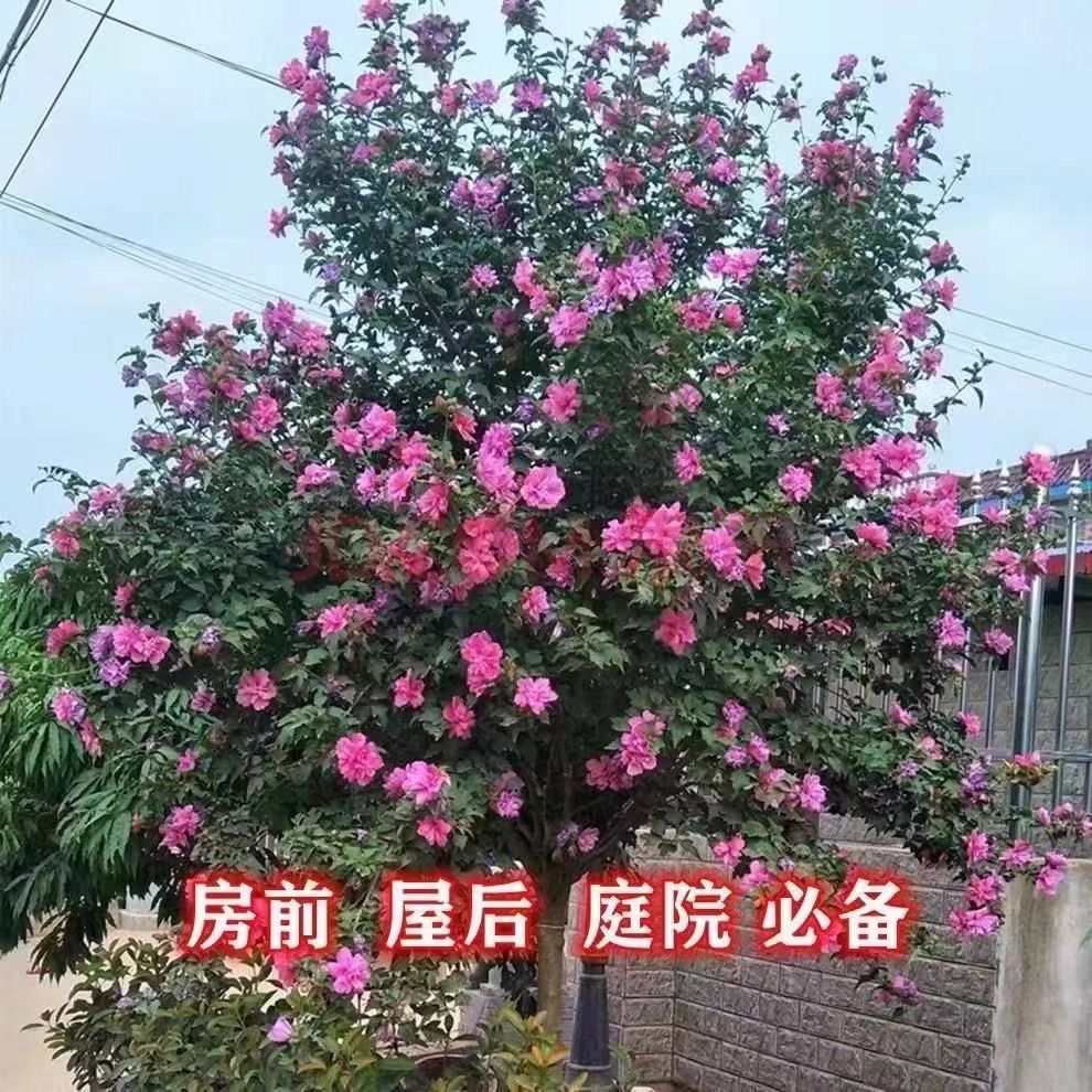 木槿棒棒糖花盆栽 庭院 重瓣木槿 花期长耐寒植物好养易活易开花