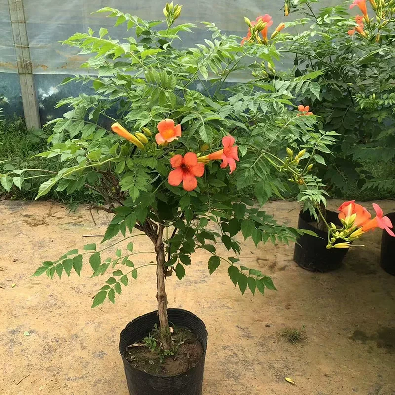 美国凌霄花苗庭院绿化爬藤植物阳台盆栽攀援花卉老桩四季开花耐寒