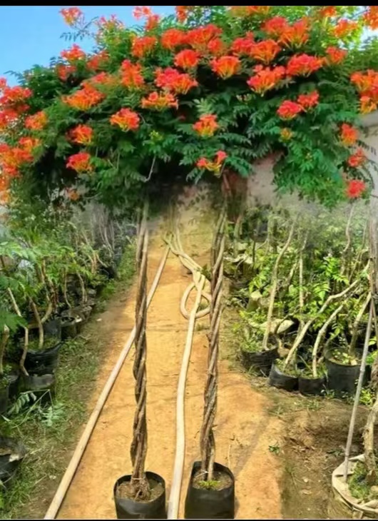 麻花造型辫子苗庭院花卉美国凌霄花苗耐寒耐热爬藤植物带土球发货