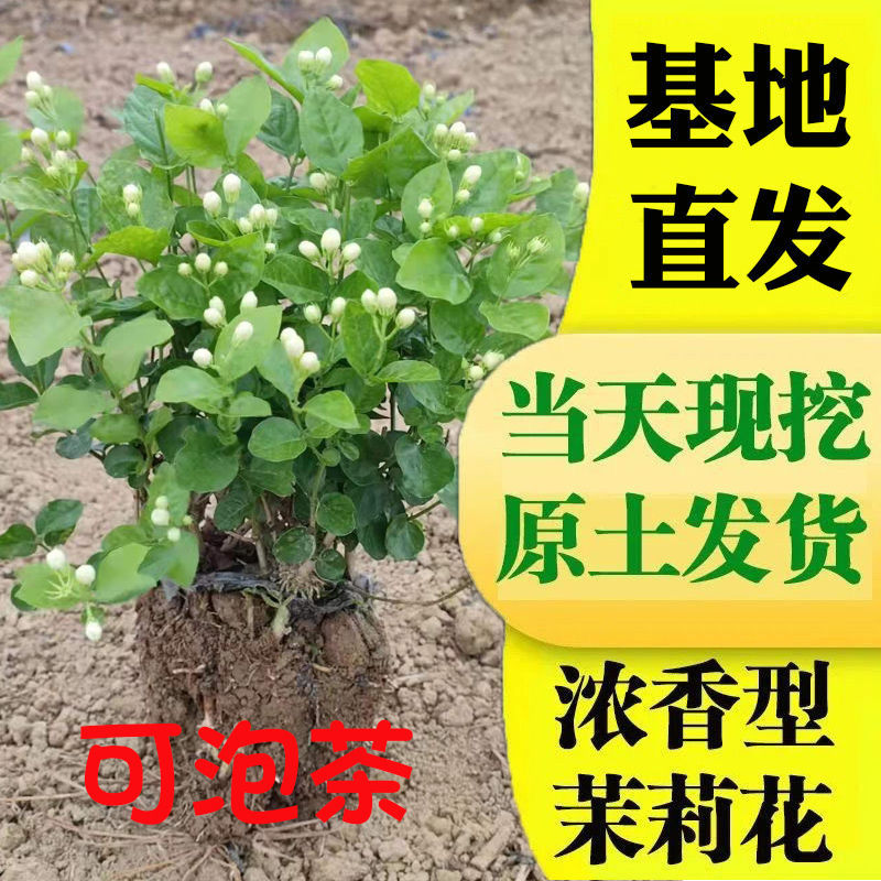正宗白色重瓣茉莉花浓香型绿植花卉驱蚊植物好养室内阳台老桩盆栽