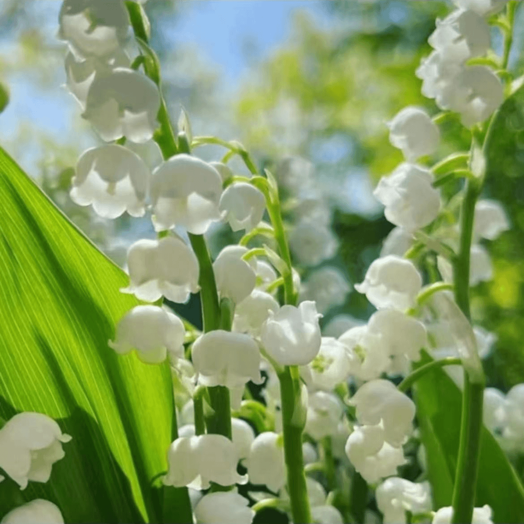 【香水铃兰花】铃兰花花卉绿植盆栽四季开花室内客厅外耐寒耐冻好
