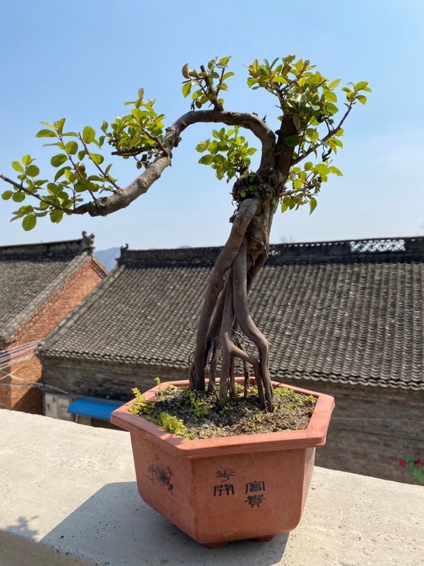 杂木盆景素材一物一拍