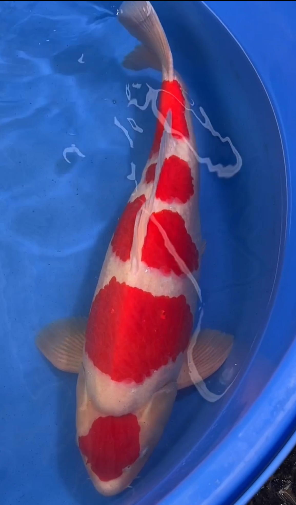 大日红白，60公分母鱼