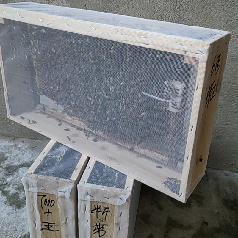 中蜂（带原王或带脾)可活框 可土养 中华蜂土蜜蜂活体养殖笼蜂