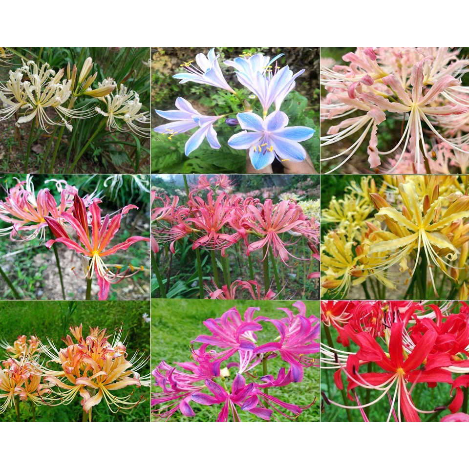 清风园艺 彼岸花/石蒜花/忽地笑新品种 多年生球根花卉【杯苗发货】