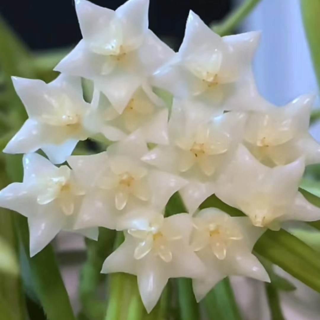 线叶球兰爬藤攀援植物四季开花盆栽