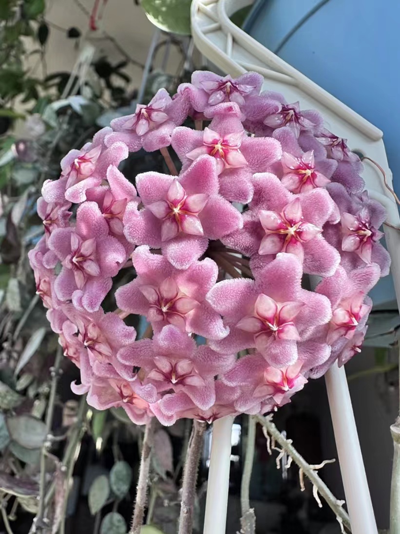 卡诺萨球兰爬藤攀援植物四季开花盆栽