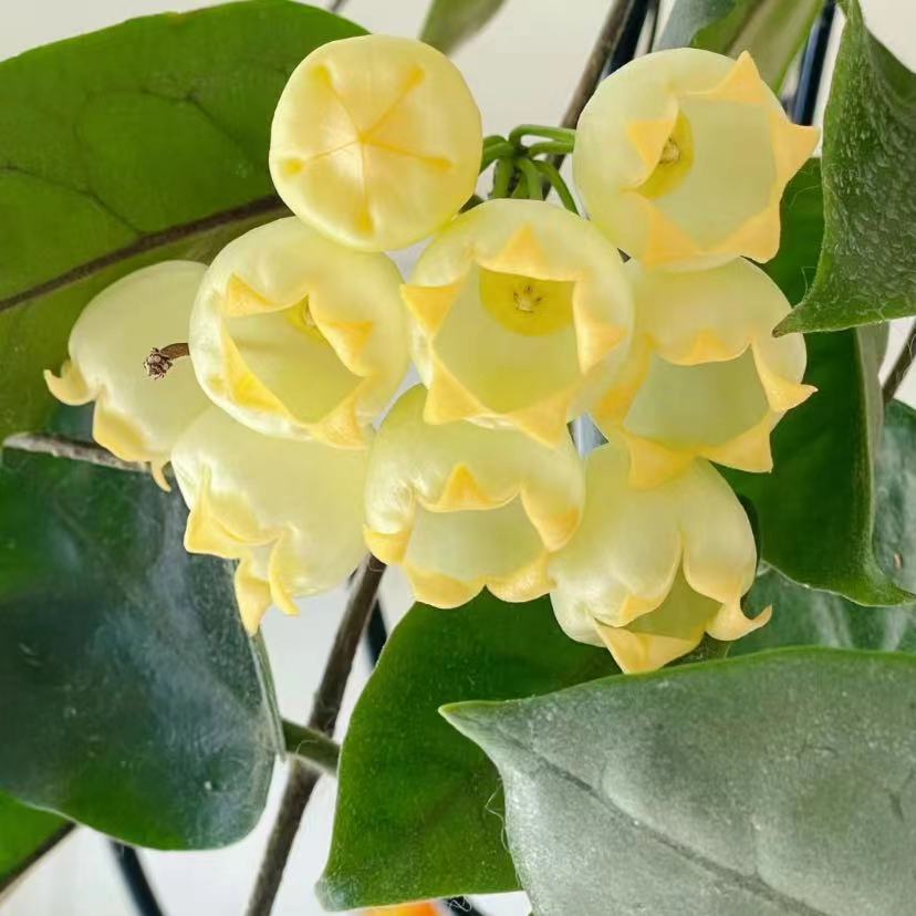 膨花球兰爬藤攀援植物四季开花盆栽