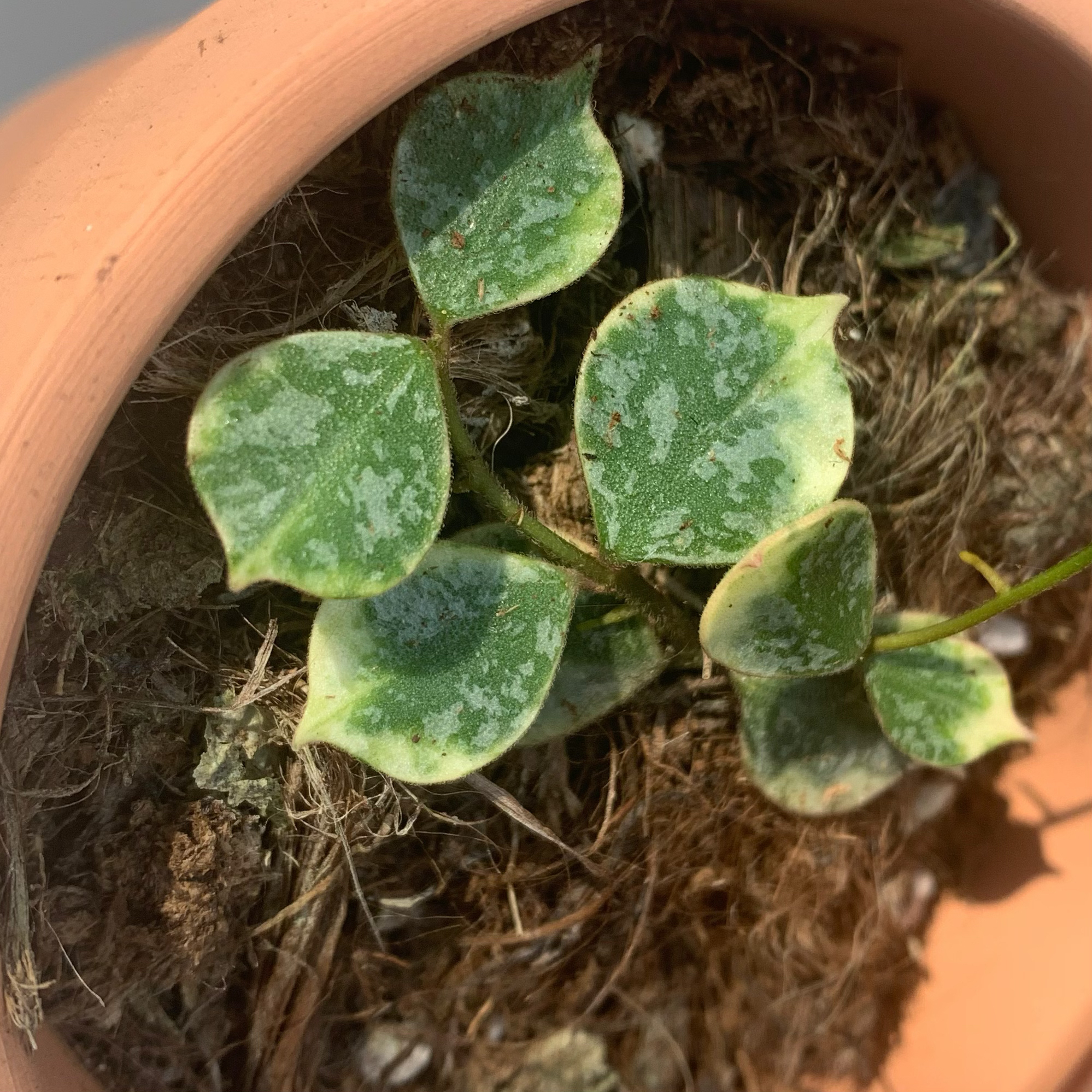 小章鱼外锦球兰 Hoya Curtisii Albomarginata