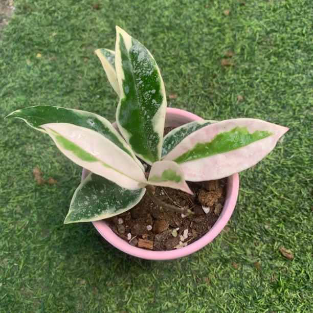 克里姆森皇后球兰盆栽 Hoya Carnosa Krimson Queen Splash