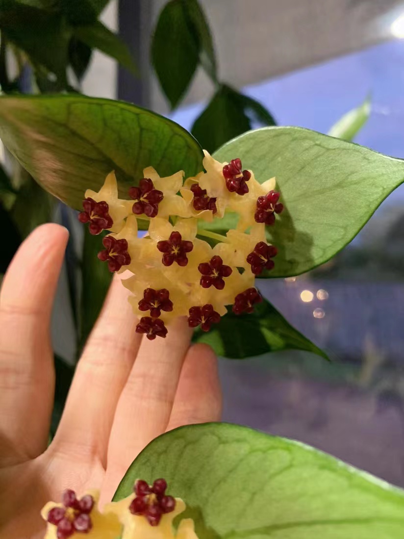 鱼尾球兰爬藤攀援植物四季开花盆栽