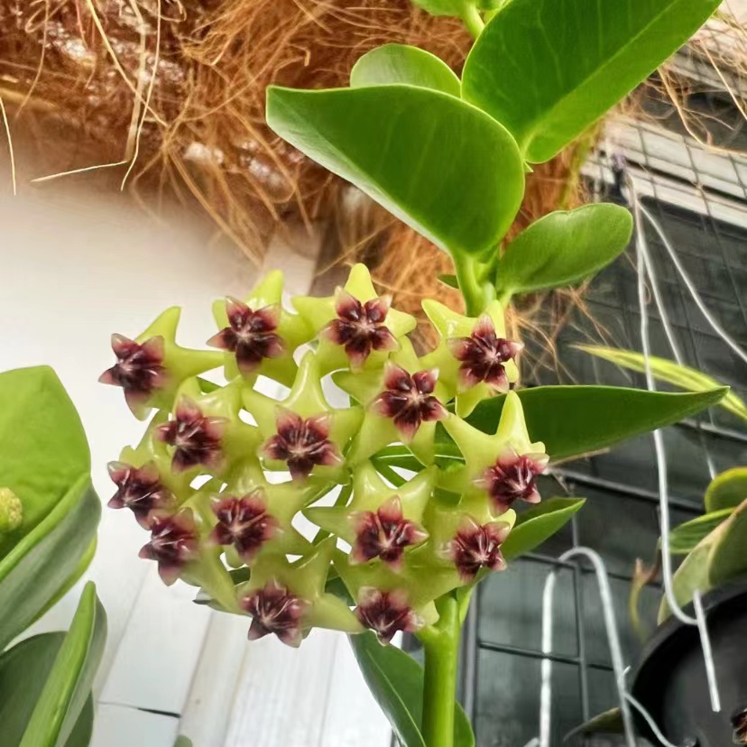 孜然外锦球兰爬藤攀援植物四季开花盆栽