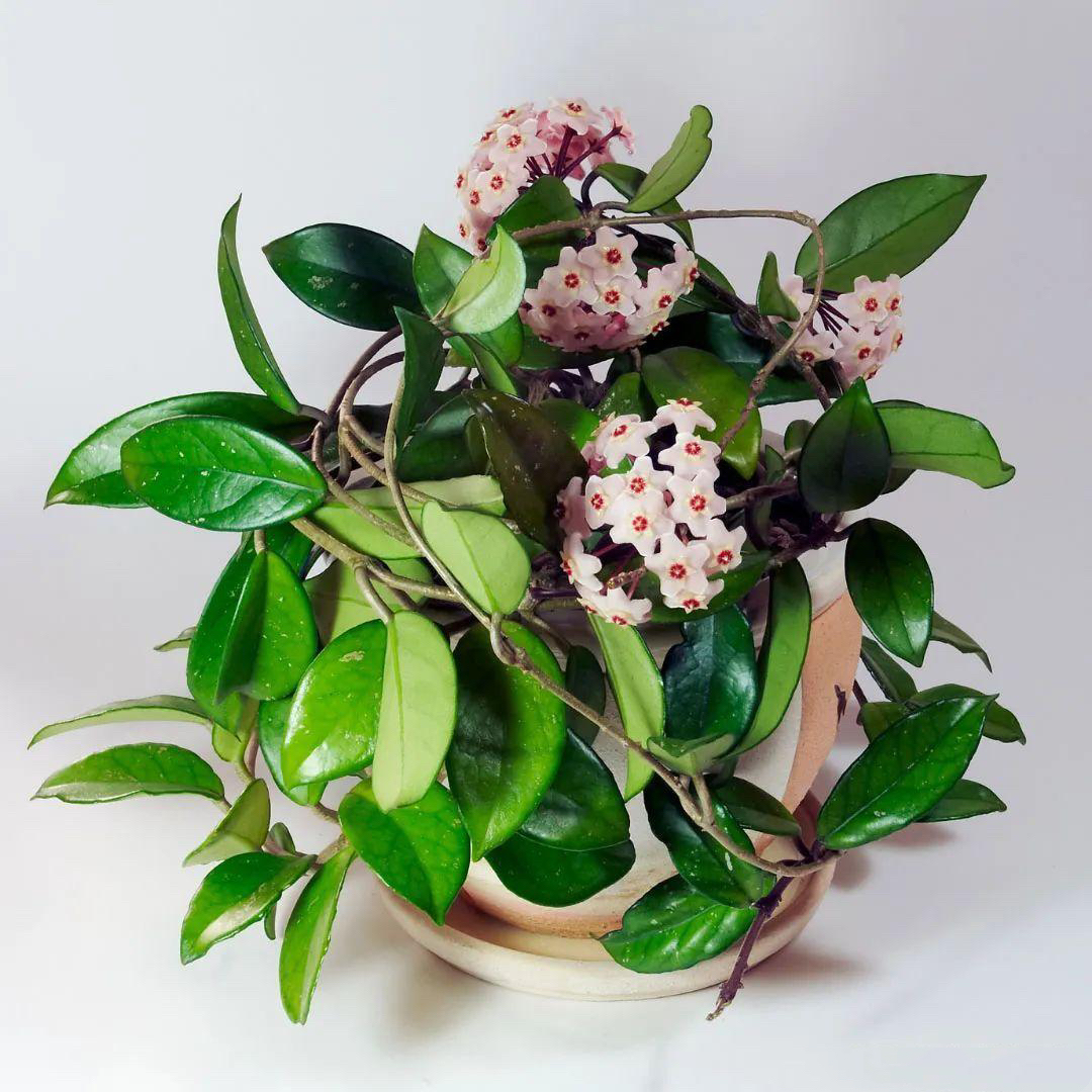 银斑球兰爬藤攀援植物四季开花盆栽