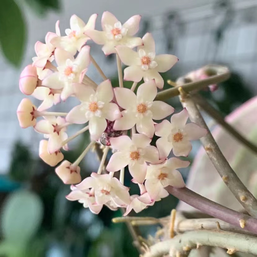 大叶内外锦球兰爬藤攀援植物四季开花盆栽