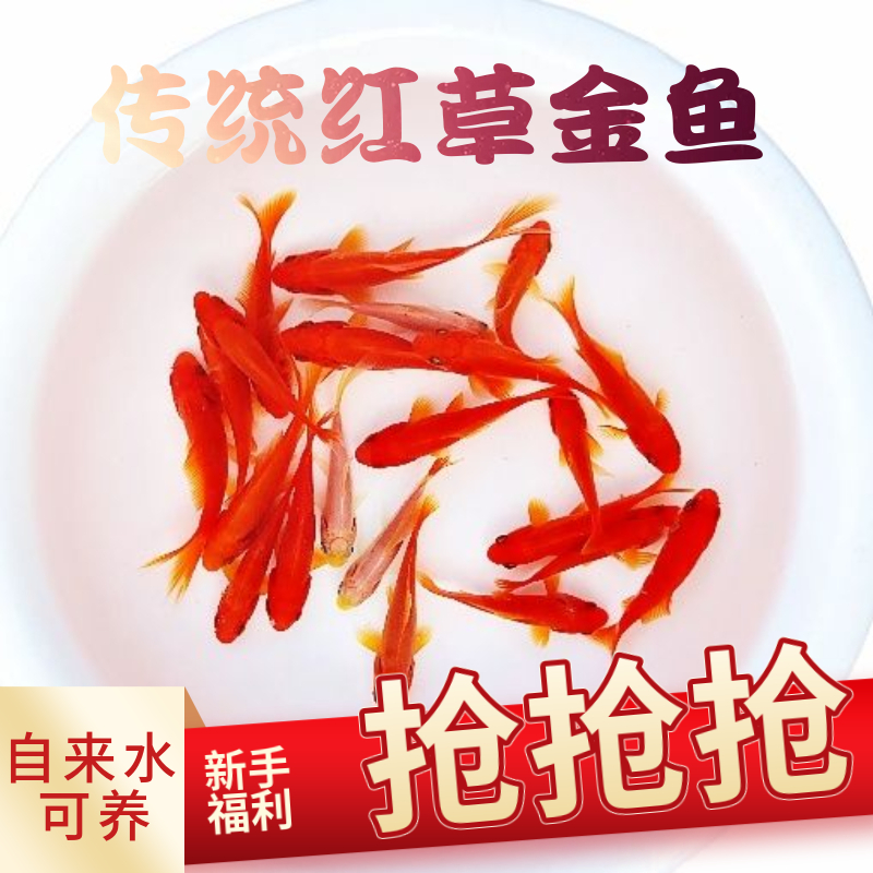 【耐活】金鱼草金鱼冷水观赏鱼好养耐活小鱼苗锦鲤活鱼宠物好养耐