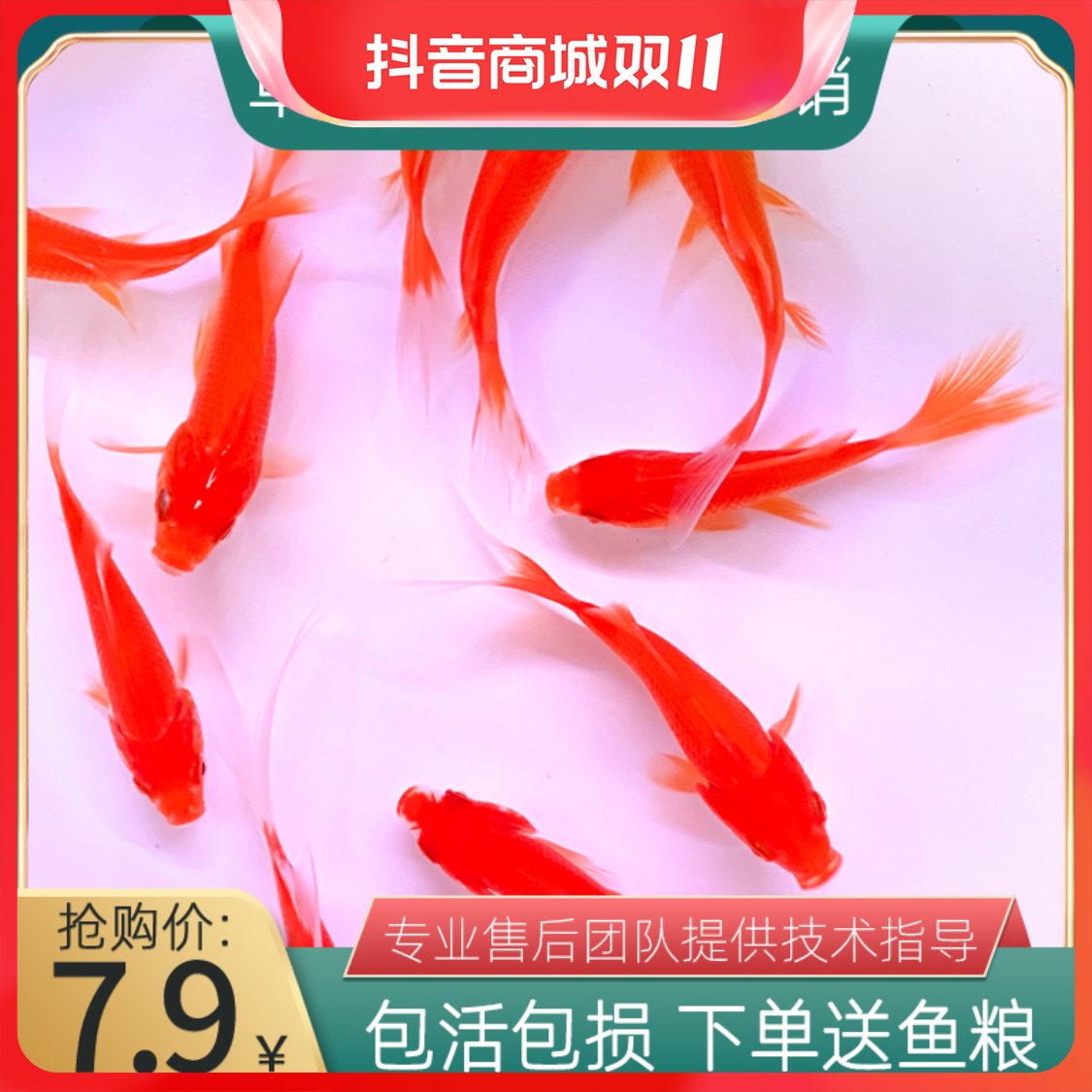 草金鱼活体锦鲫锦鲤活鱼观赏鱼淡水鱼冷水鱼小型鱼苗红鲫鱼红草金