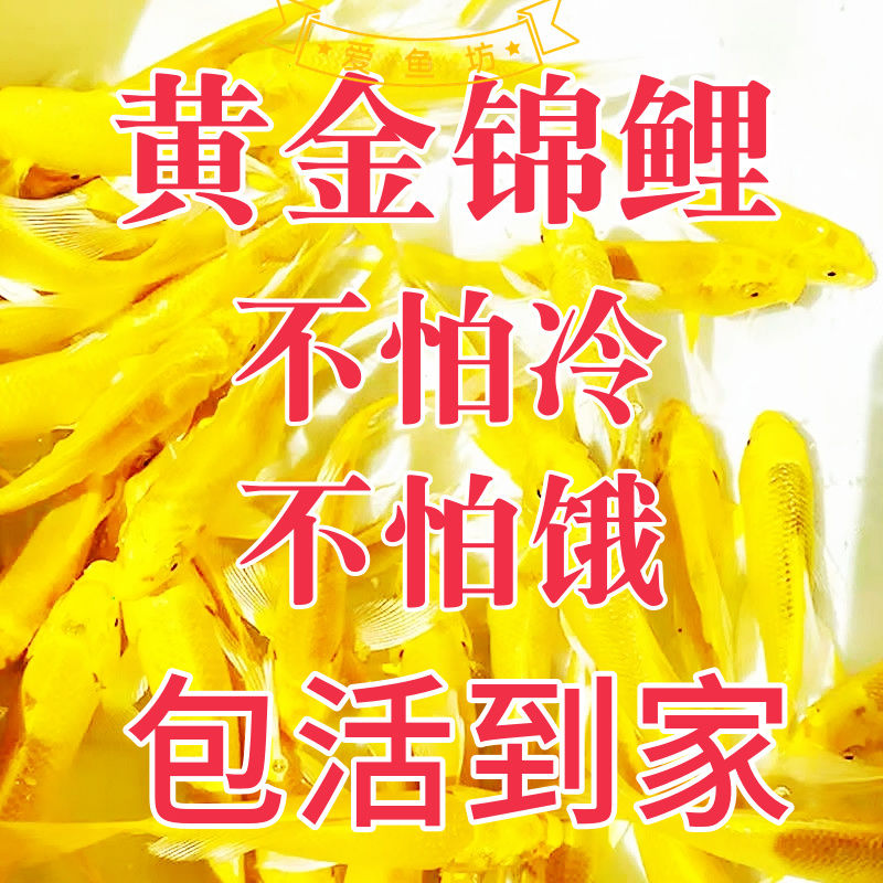 观赏鱼黄金草鲤鱼小金鱼苗长尾纯种龙凤冷水耐寒招财懒人鱼包邮