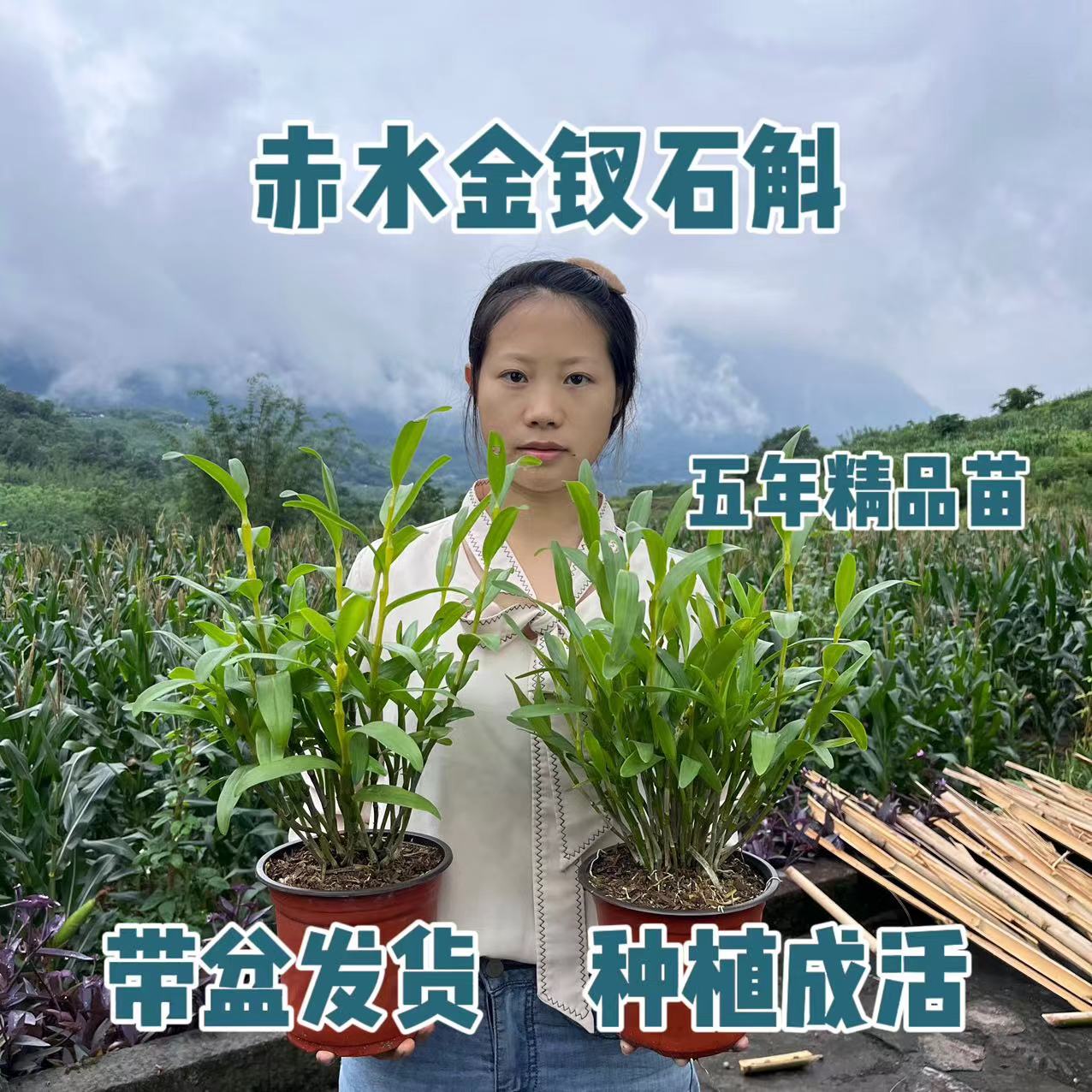 赤水金钗石斛 五年精品苗 石斛 带盆发货 种植成活 盆栽绿植