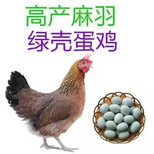 散养麻羽鸡绿壳蛋鸡黑皮黑肉1斤左右