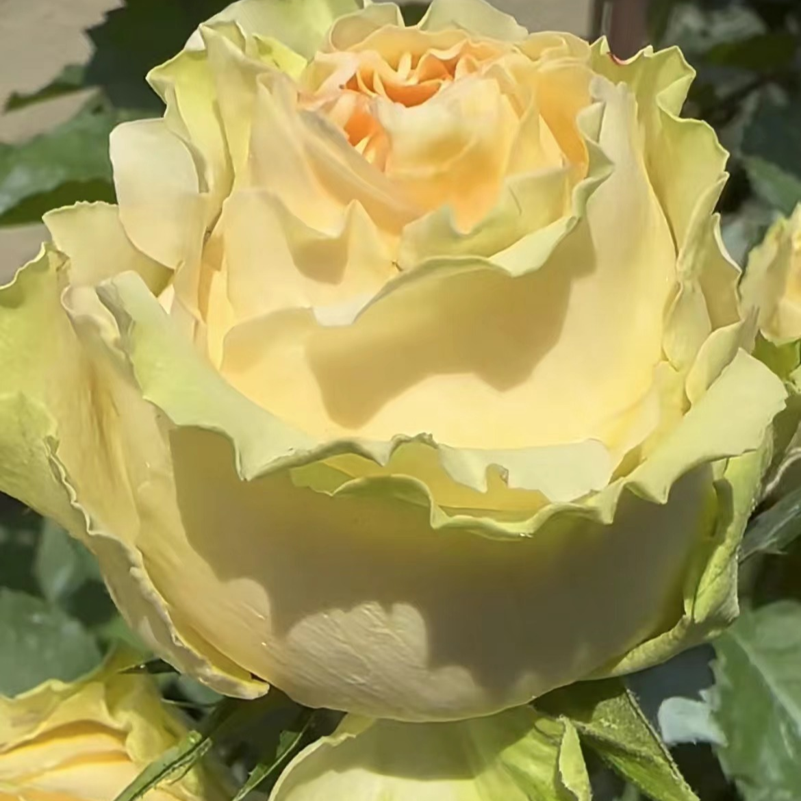 【卓昂玫瑰园】一物一拍玫瑰四季开花大花庭院阳台切花高杯月季