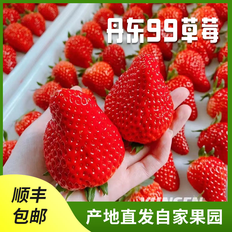 【蕊蕊专属】正宗丹东99草莓新鲜甄选香甜饱满2.8斤1斤顺丰包邮甜美