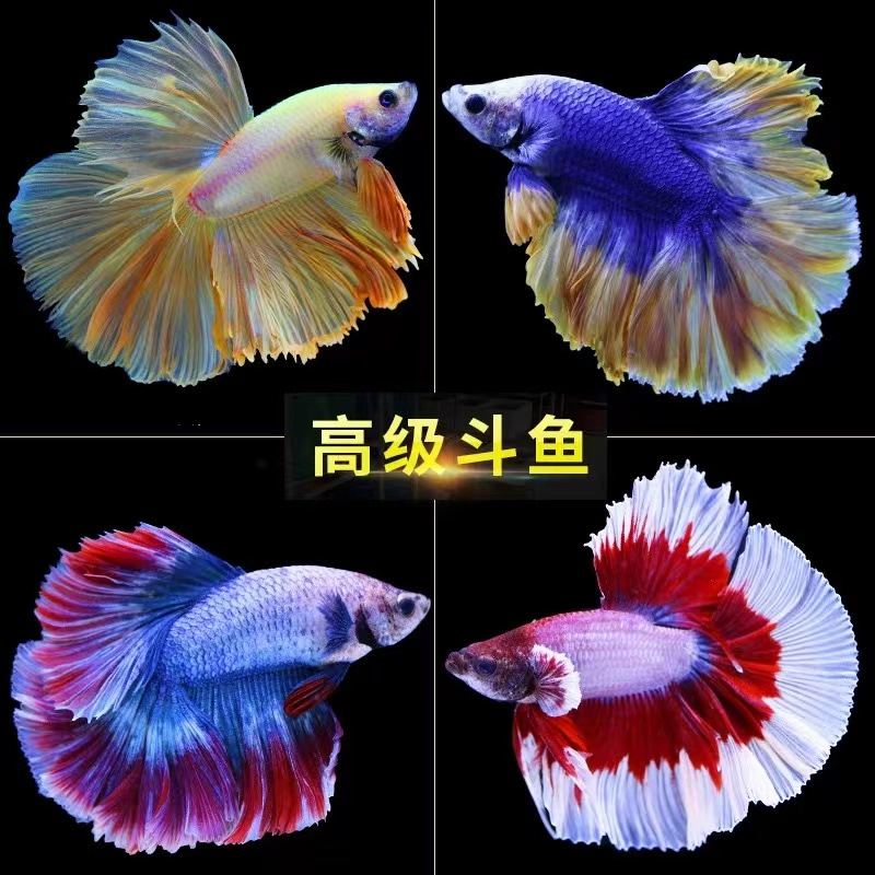 A401-500直播泰国斗鱼活体马尾狮王半月公母热带鱼泰斗淡水观赏鱼