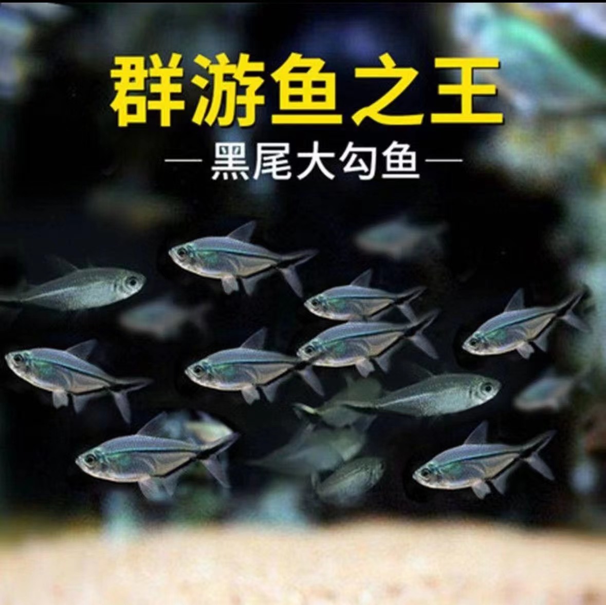 黑尾大勾鱼小型热带鱼紅大勾鱼活体扯旗玫瑰扯旗草缸鱼群游观赏鱼