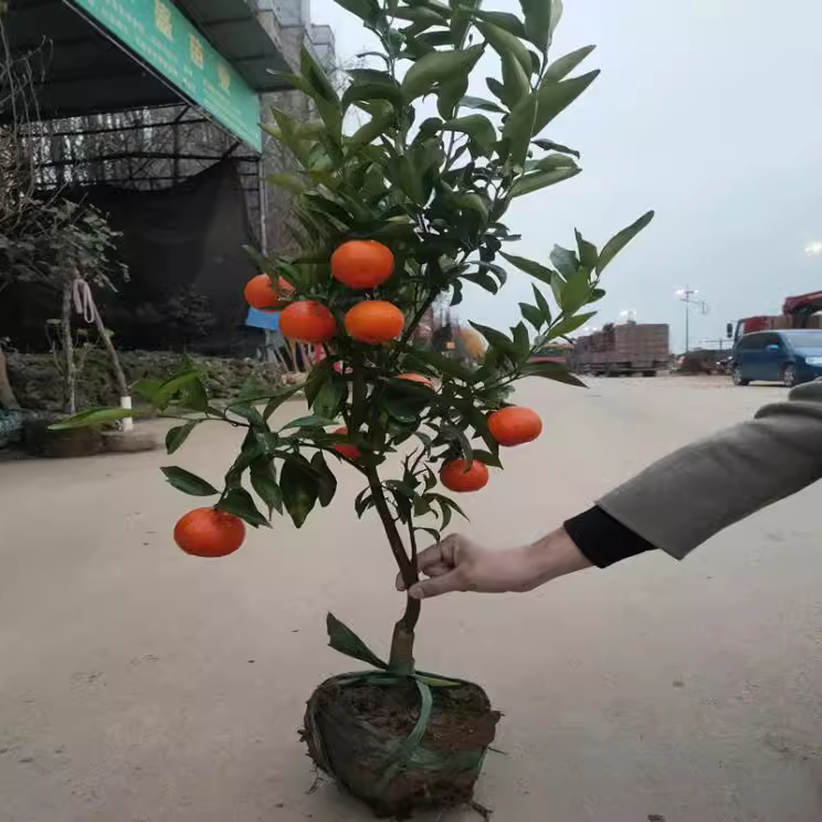 直播间盆栽葡萄柚沃柑红橘橙子果冻橙基地直发现挖现卖【一物一拍】