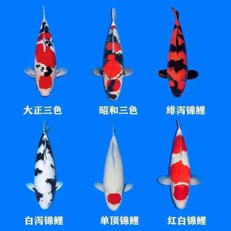 锦鲤活鱼纯种淡水冷水观赏鱼中小型好养耐活锦鲤鱼