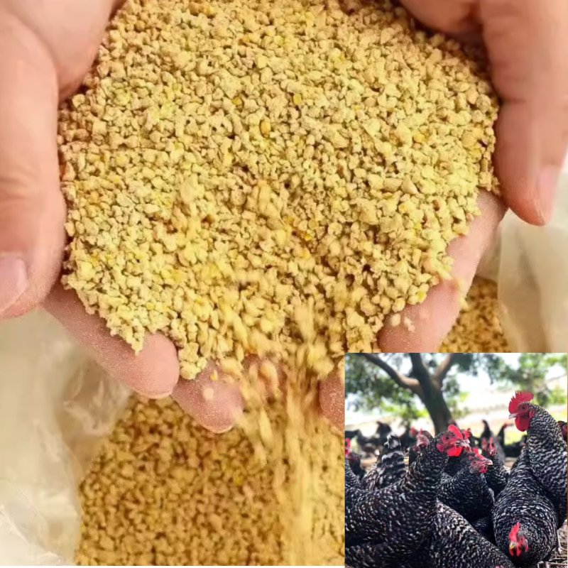 黒芦花 养殖好饲料