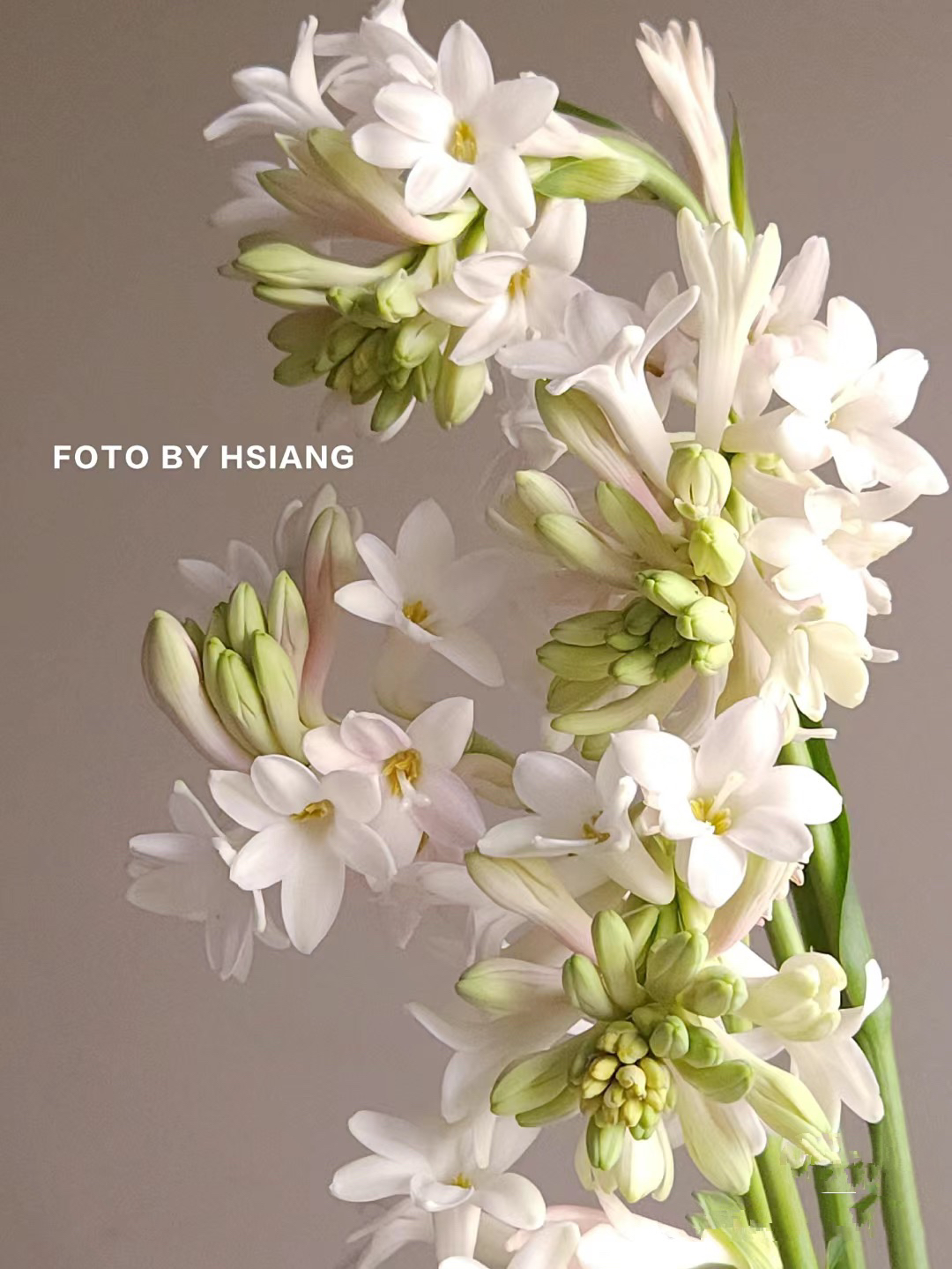 夜来香晚香玉香水调小众水培现切斗南直发