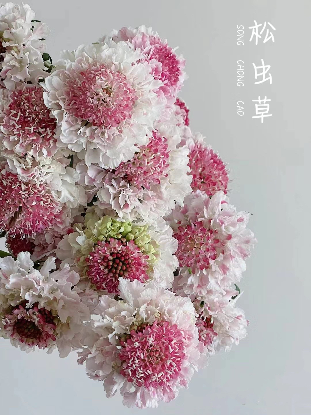 A级松虫草水培现切斗南直发爆炸鲜花小雏菊康乃馨洋桔梗假发
