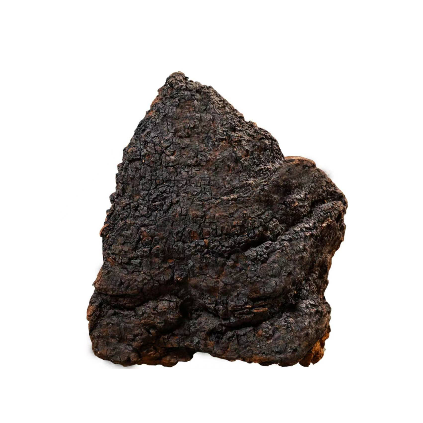 云南下山货 桦树、茸  现收山货农产品500g/1000g