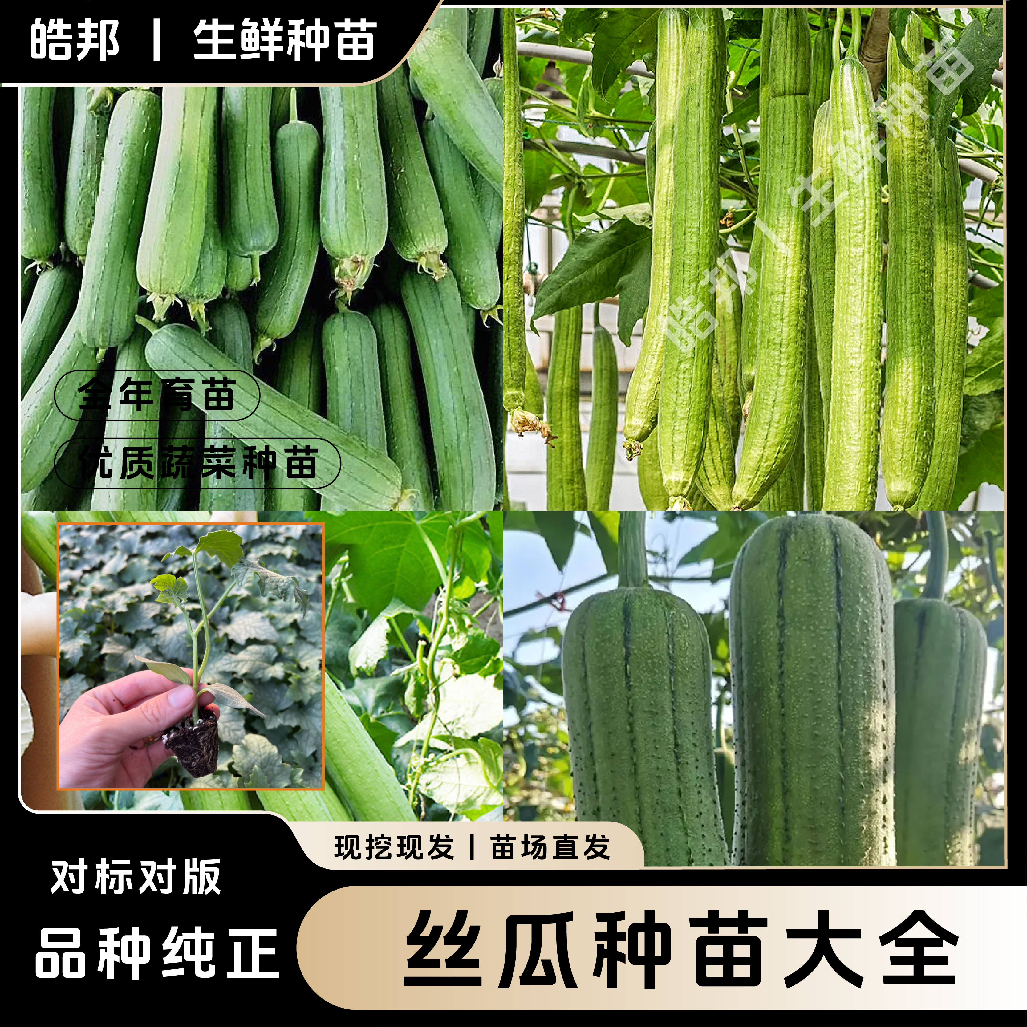 【丝瓜秧苗】多品种优质高产丝瓜苗四季阳台庭院种植易活精品穴盘苗