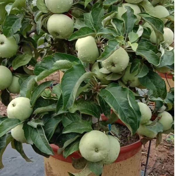 红林盆栽高端盆景