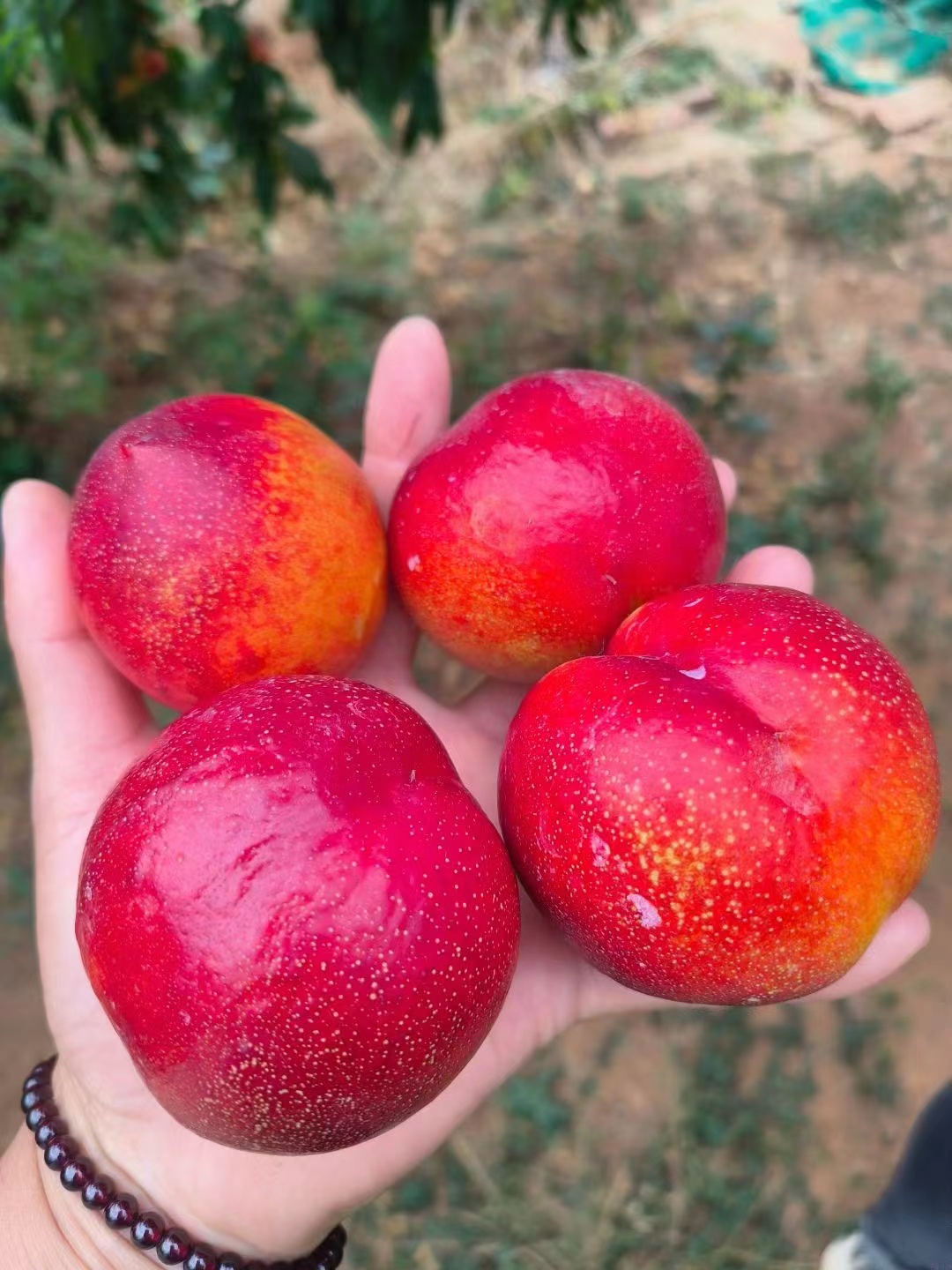 农家果园自然成熟油桃618福利