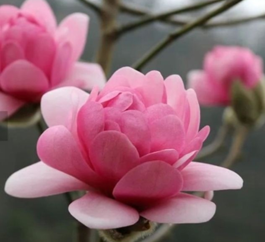 盆栽地栽娇芙蓉玉花