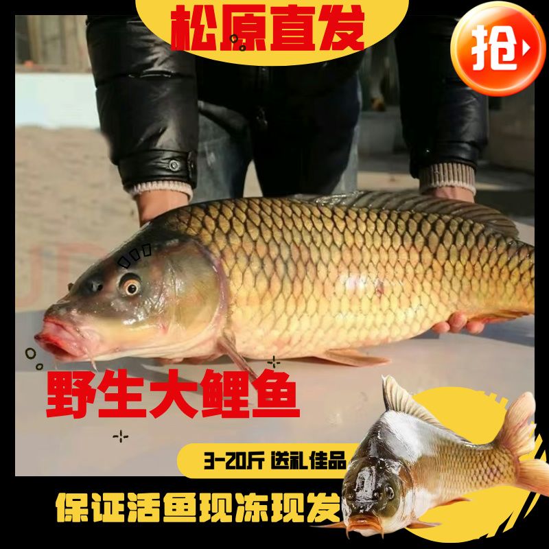 冬捕红尾大鲤鱼鲜活淡水鱼