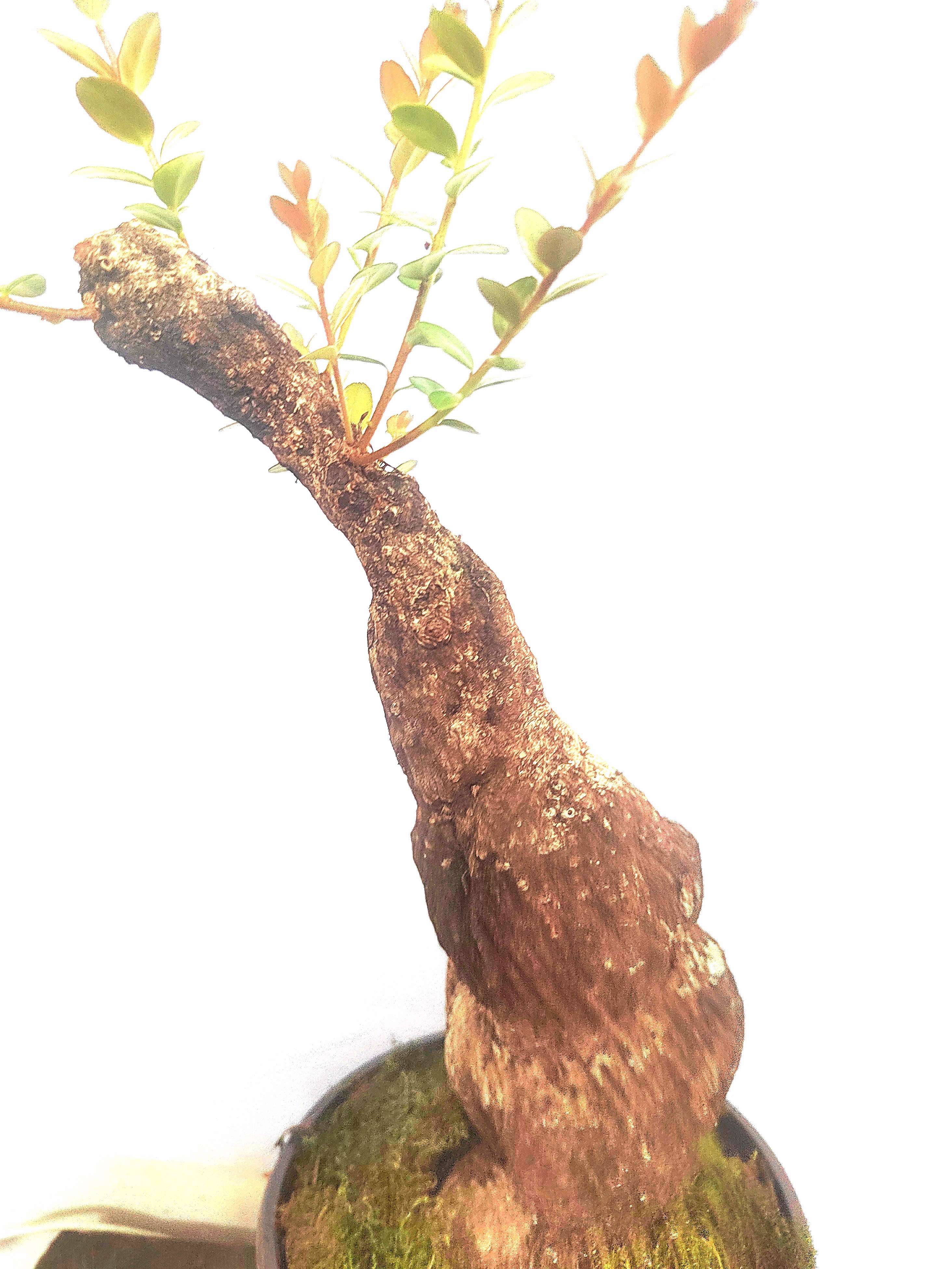 云南网红树萝卜，吊金钟，绿植盆景盆栽，一物一拍，直播间选品！