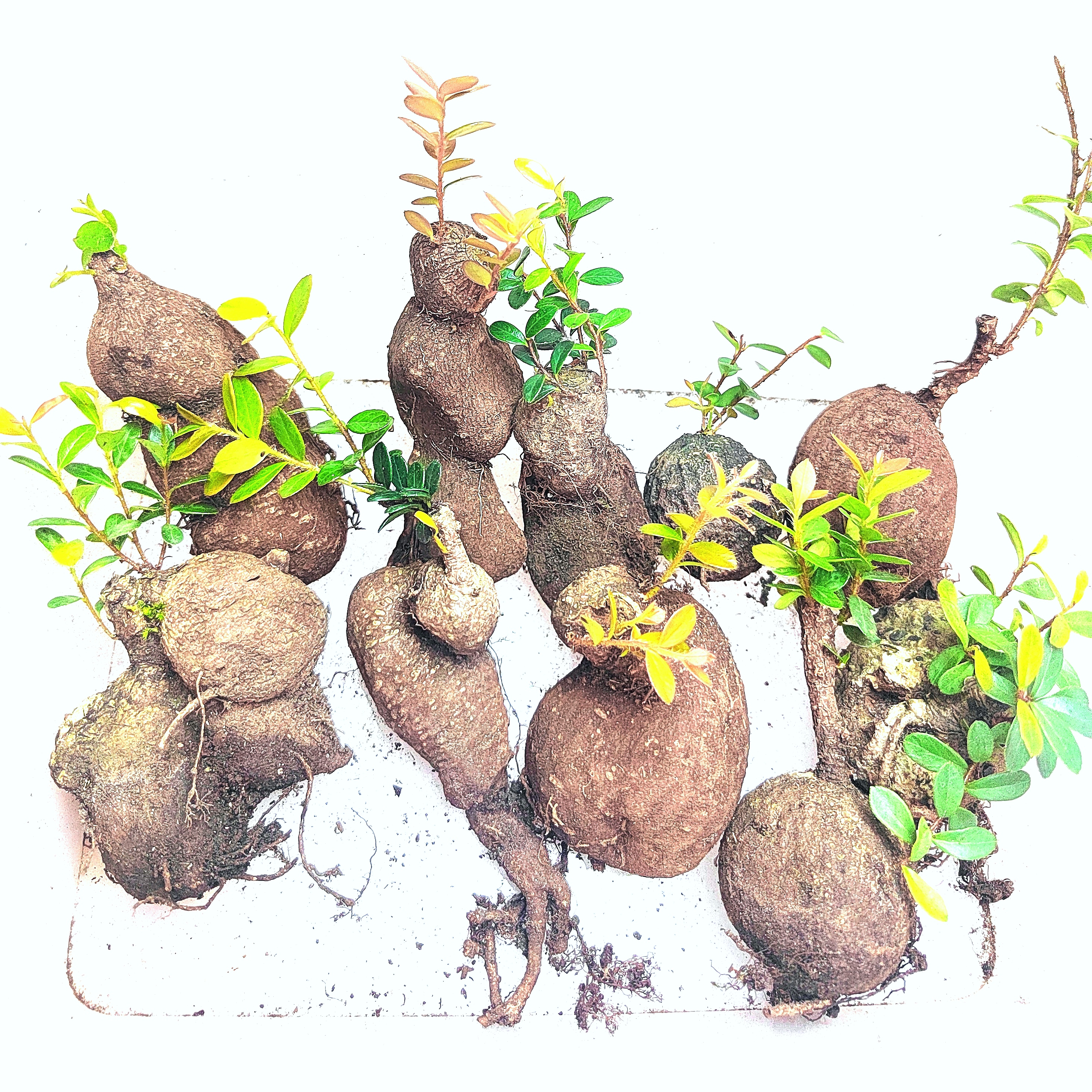 微型盆景老桩绿植，树萝卜黄栌，吊金钟，练手小桩鬼见愁树10颗！