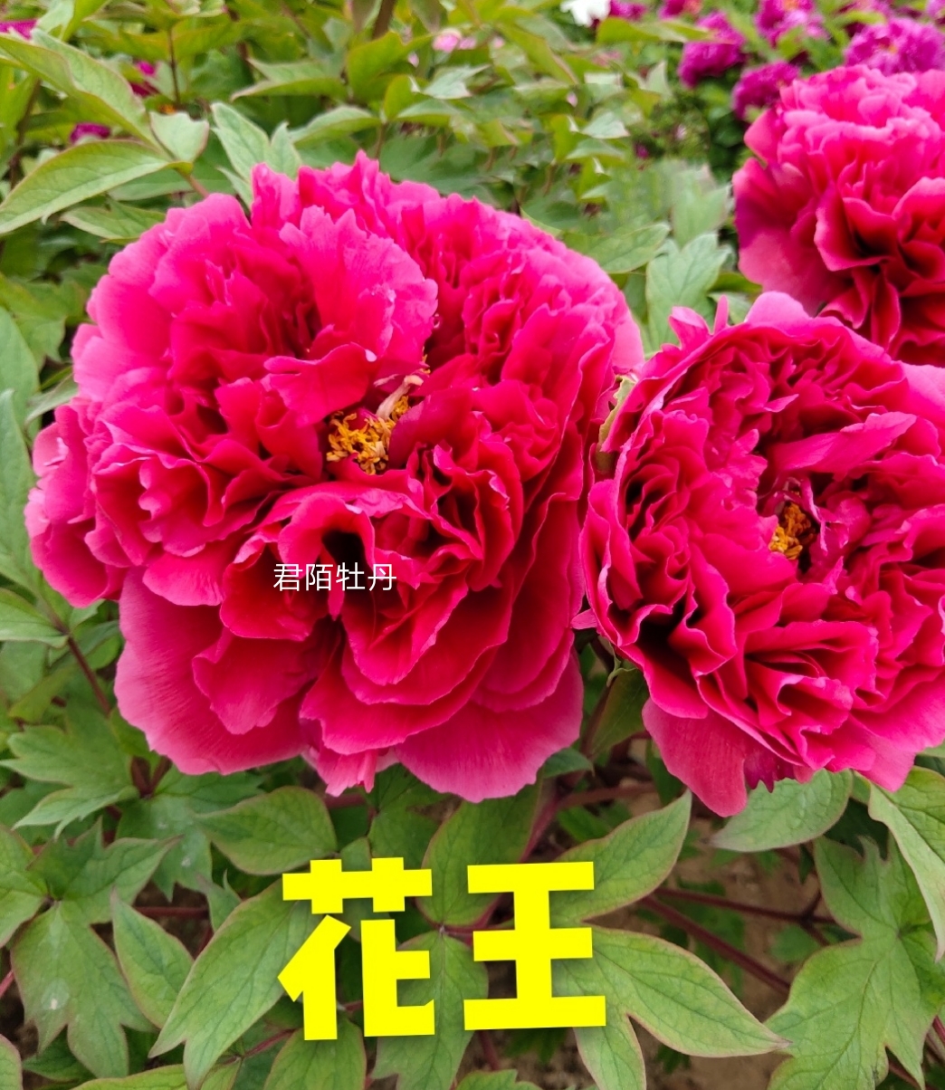 牡丹《花王》下单先发资料秋季发货